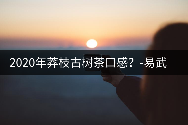 2020年莽枝古樹茶口感？-易武中聘號
