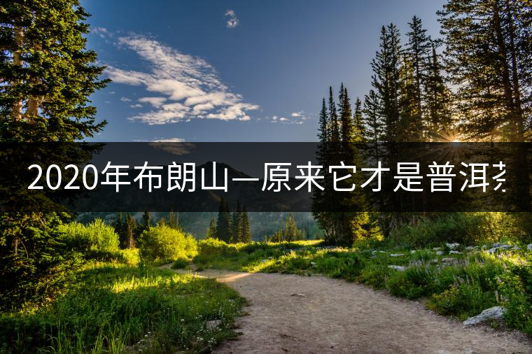 2020年布朗山—原來它才是普洱茶中的NO.1-易武中聘號 2020年布朗山—原來它才是普洱茶中的NO.1-易武中聘號