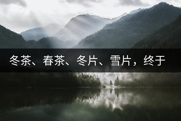 冬茶、春茶、冬片、雪片，終于分清楚了