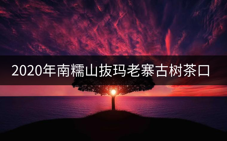 2020年南糯山抜瑪老寨古樹茶口感-易武中聘號(hào)