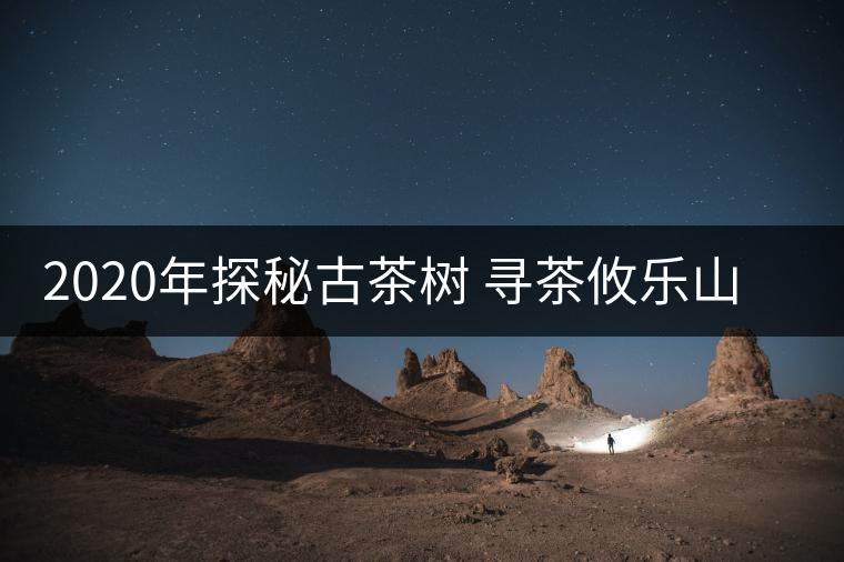 2020年探秘古茶樹(shù) 尋茶攸樂(lè)山 -易武中聘號(hào) 2020年探秘古茶樹(shù) 尋茶攸樂(lè)山 -易武中聘號(hào)
