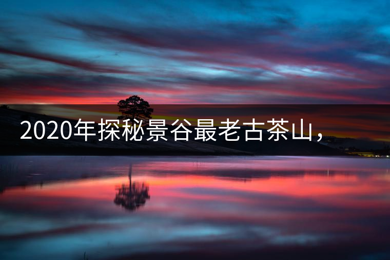 2020年探秘景谷最老古茶山，一個家族的興茶往事-易武中聘號