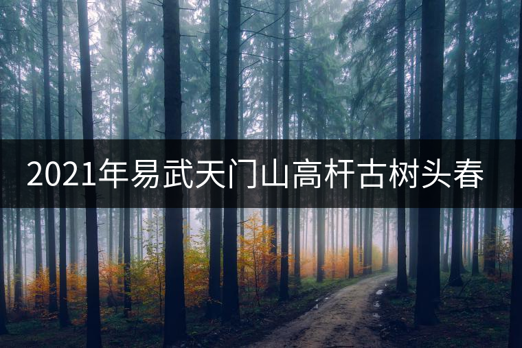 2021年易武天門山高桿古樹頭春多少錢一公斤？