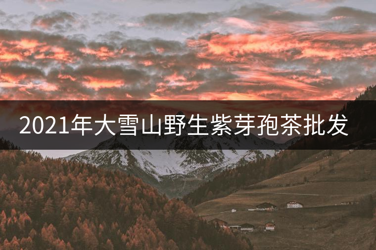 2021年大雪山野生紫芽孢茶批發(fā)價格多少錢一公斤？