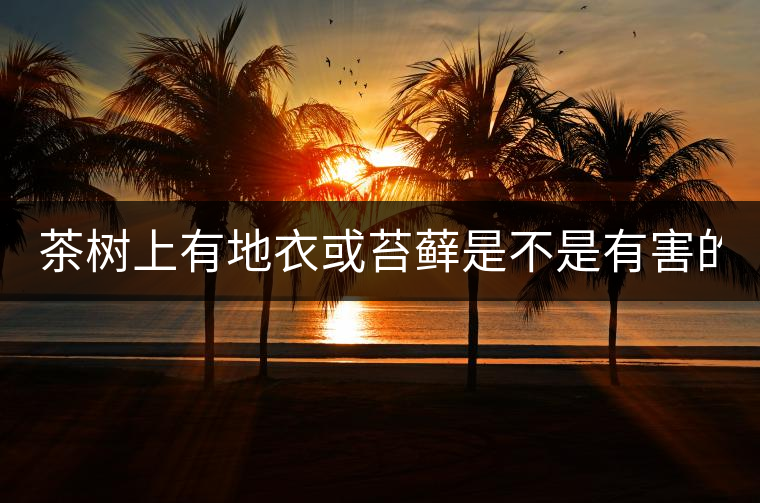 茶樹上有地衣或苔蘚是不是有害的？