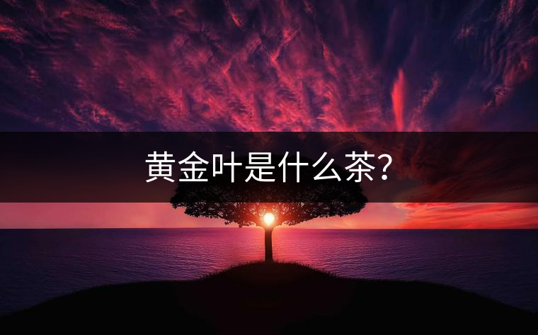 黃金葉是什么茶？
