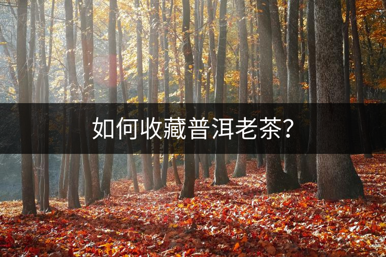 如何收藏普洱老茶？