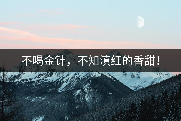 不喝金針，不知滇紅的香甜！