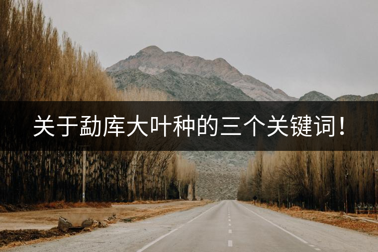 關(guān)于勐庫大葉種的三個(gè)關(guān)鍵詞！