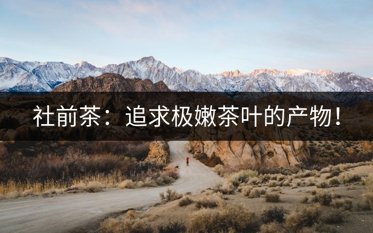 社前茶：追求極嫩茶葉的產物！