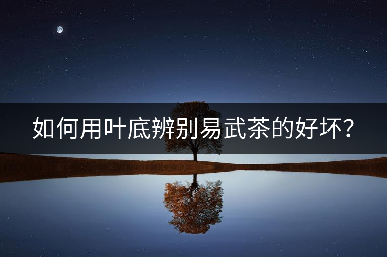 如何用葉底辨別易武茶的好壞？