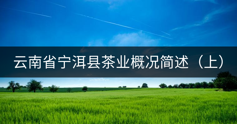 云南省寧洱縣茶業(yè)概況簡述(上) 云南省寧洱縣茶業(yè)概況簡述(上)