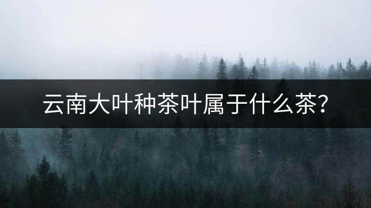 云南大葉種茶葉屬于什么茶？