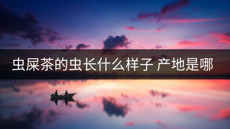蟲(chóng)屎茶的蟲(chóng)長(zhǎng)什么樣子 產(chǎn)地是哪里？