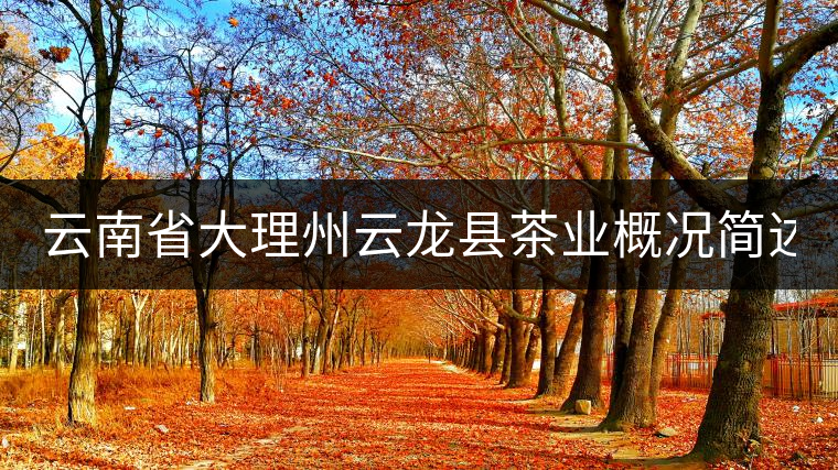云南省大理州云龍縣茶業(yè)概況簡(jiǎn)述（第三講）