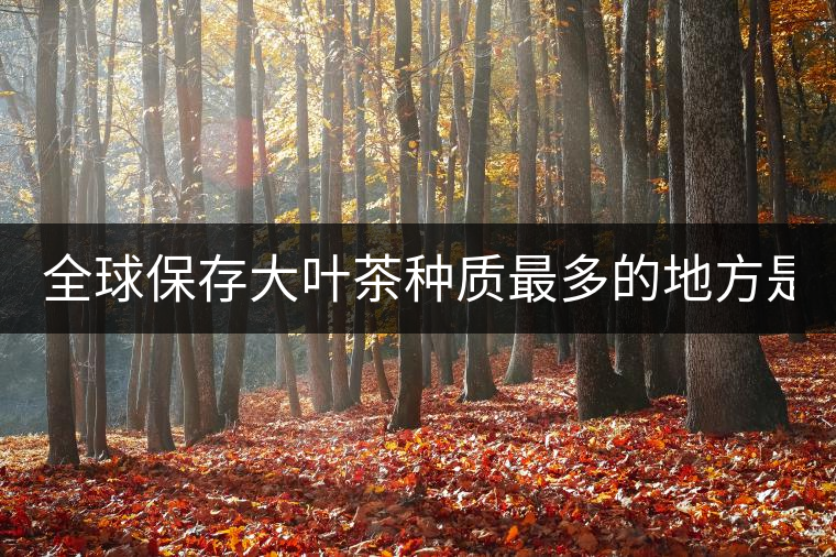 全球保存大葉茶種質(zhì)最多的地方是哪？