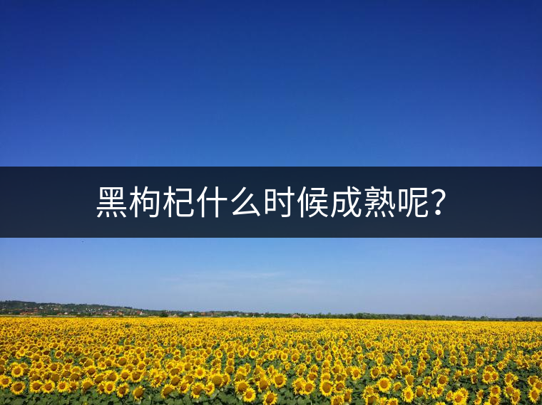 黑枸杞什么時(shí)候成熟呢？