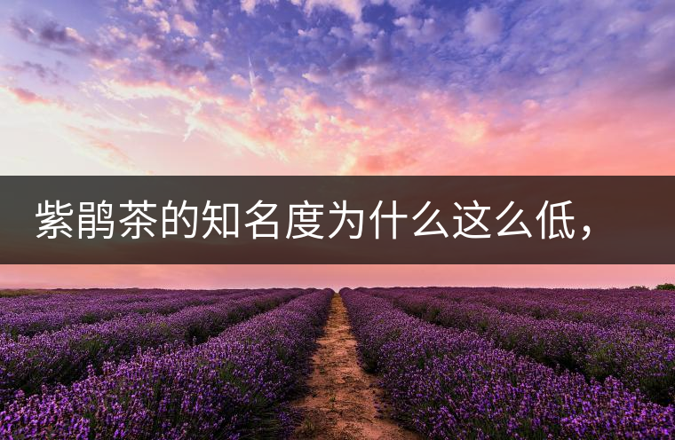 紫鵑茶的知名度為什么這么低，適合做成生茶還是熟茶？