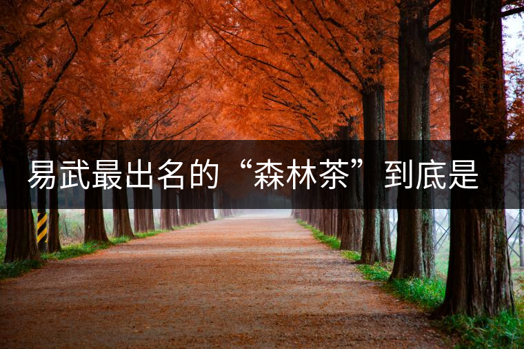 易武最出名的“森林茶”到底是什么茶？