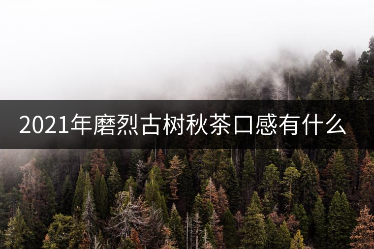 2021年磨烈古樹秋茶口感有什么特點(diǎn)？