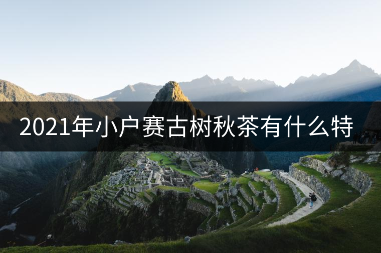 2021年小戶賽古樹秋茶有什么特點(diǎn)？