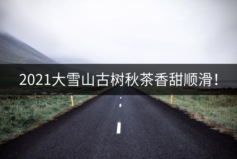 2021大雪山古樹秋茶香甜順滑！