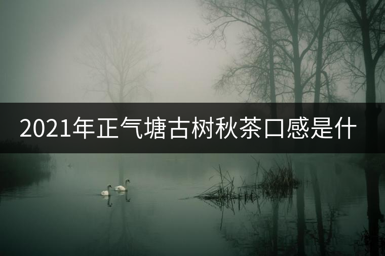 2021年正氣塘古樹秋茶口感是什么？