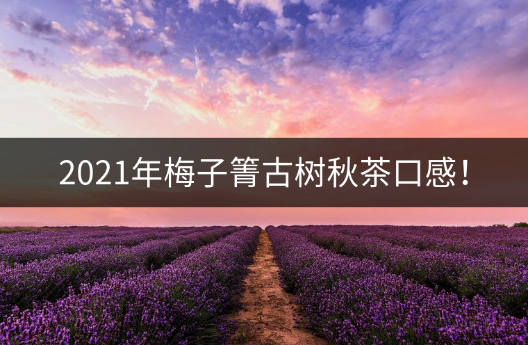 2021年梅子箐古樹秋茶口感！