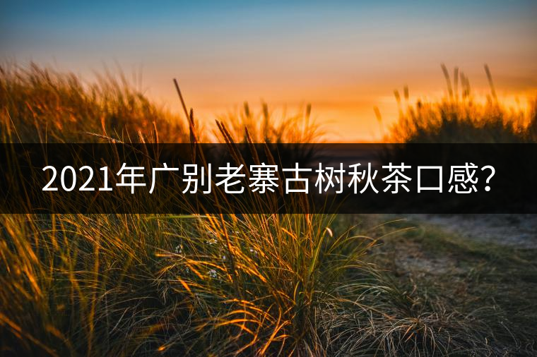 2021年廣別老寨古樹秋茶口感？