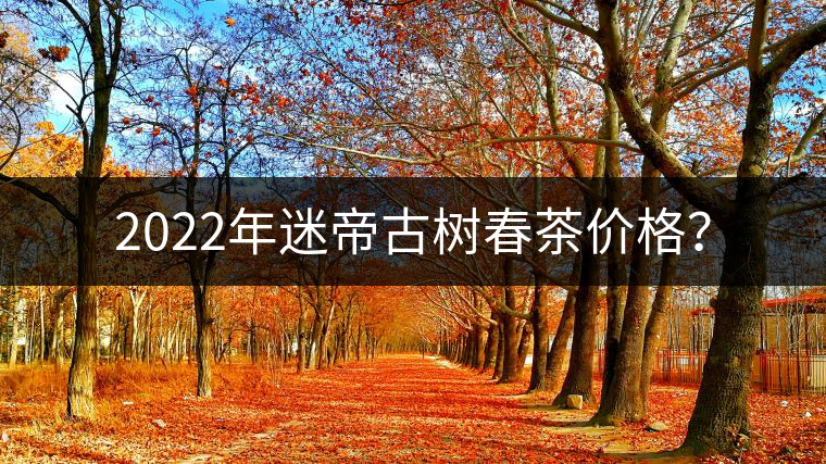 2022年迷帝古樹春茶價格？