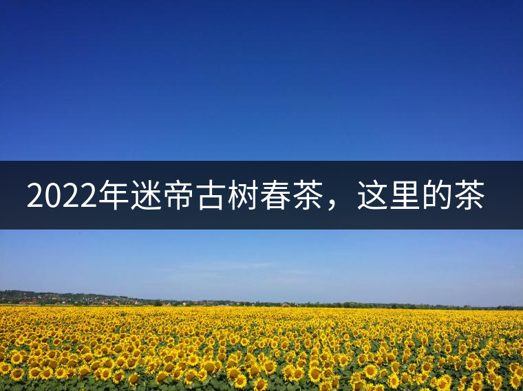 2022年迷帝古樹春茶，這里的茶 皇帝都著迷