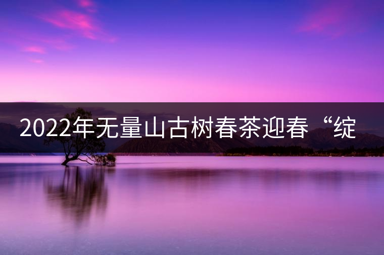 2022年無量山古樹春茶迎春“綻放”！