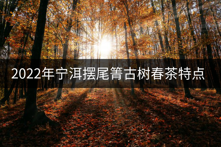 2022年寧洱擺尾箐古樹(shù)春茶特點(diǎn)？