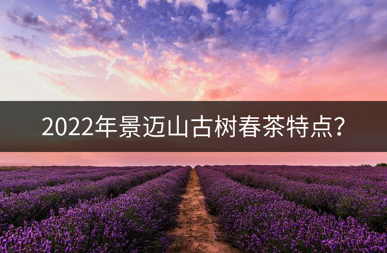 2022年景邁山古樹春茶特點？