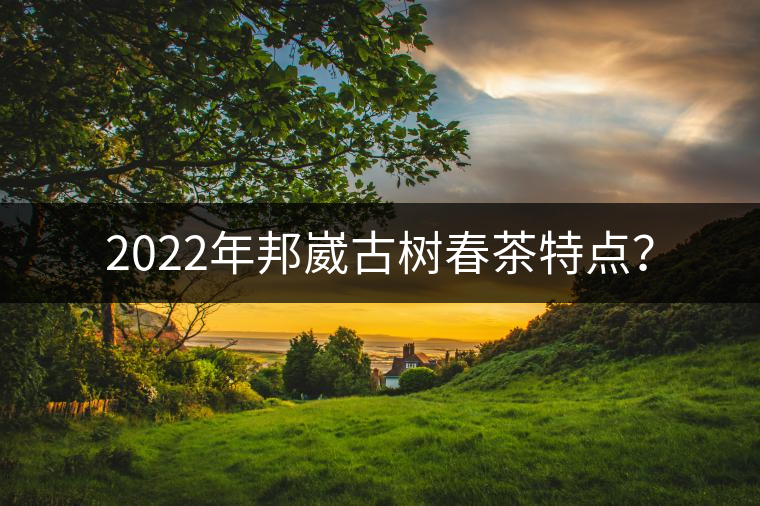 2022年邦崴古樹春茶特點？