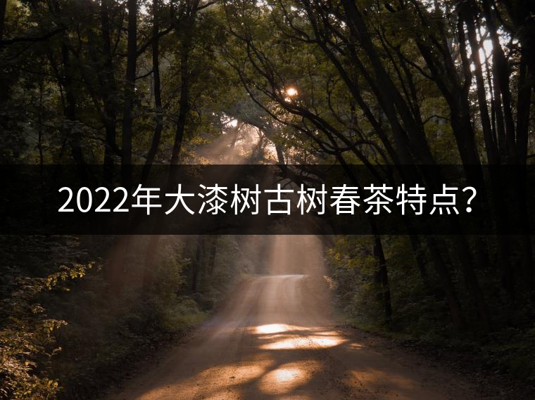 2022年大漆樹古樹春茶特點(diǎn)？