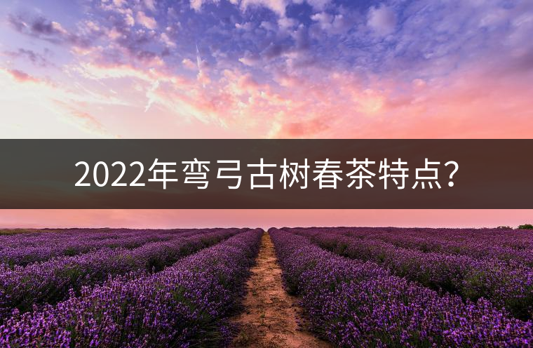 2022年彎弓古樹春茶特點？