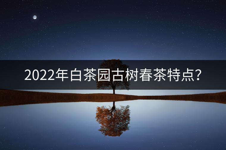2022年白茶園古樹(shù)春茶特點(diǎn)？