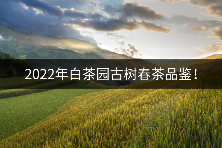 2022年白茶園古樹春茶品鑒！