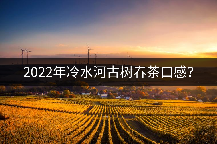 2022年冷水河古樹春茶口感？