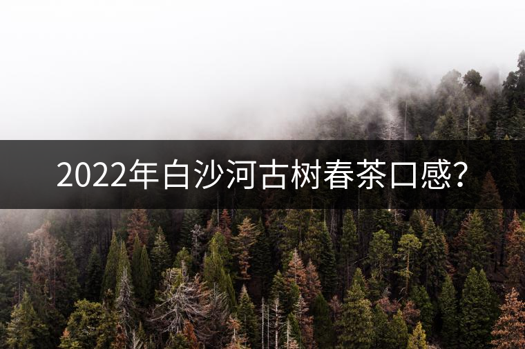 2022年白沙河古樹春茶口感？