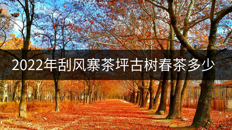 2022年刮風(fēng)寨茶坪古樹(shù)春茶多少錢(qián)一公斤？