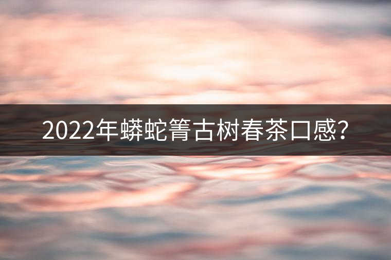 2022年蟒蛇箐古樹春茶口感？