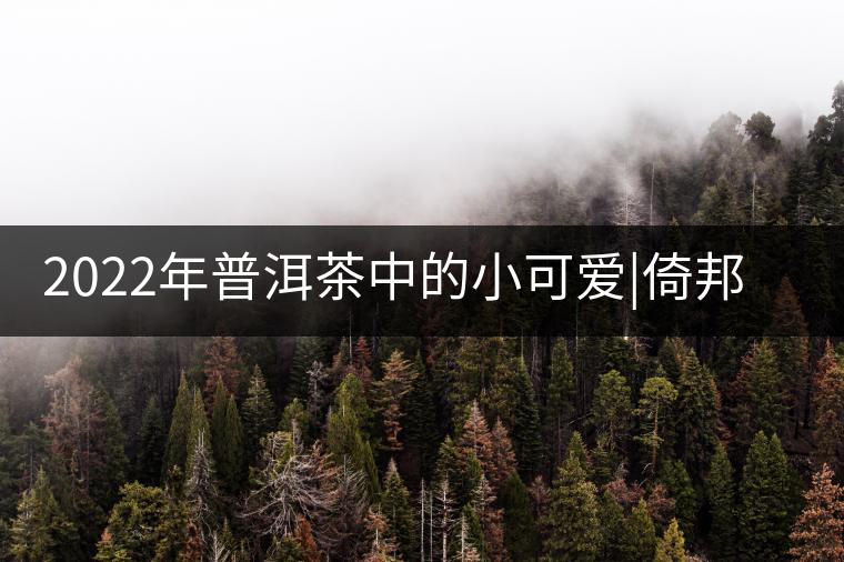 2022年普洱茶中的小可愛(ài)|倚邦貓耳朵