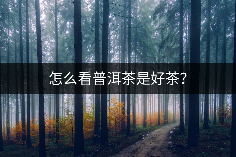 怎么看普洱茶是好茶？