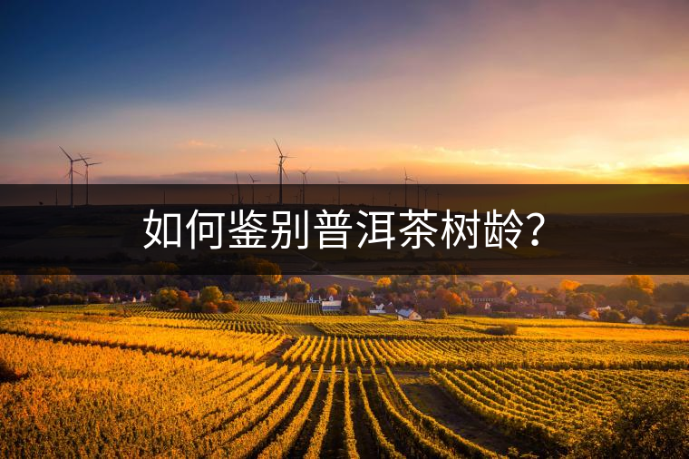 如何鑒別普洱茶樹(shù)齡？