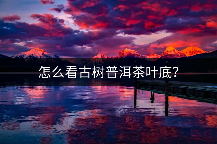 怎么看古樹普洱茶葉底？