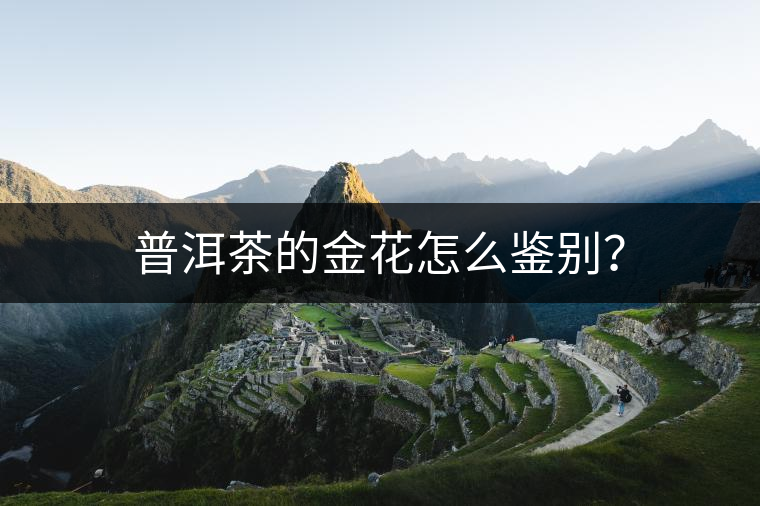 普洱茶的金花怎么鑒別？