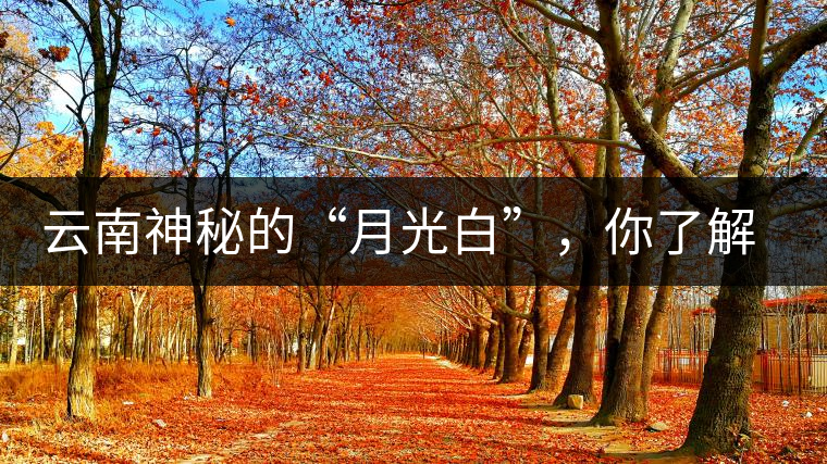 云南神秘的“月光白”，你了解多少？
