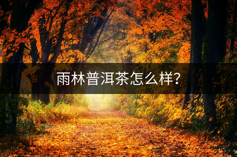 雨林普洱茶怎么樣？